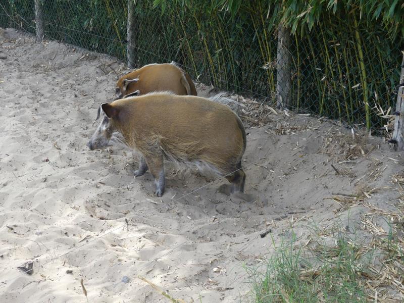 Potamochère
