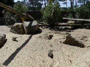 Suricate