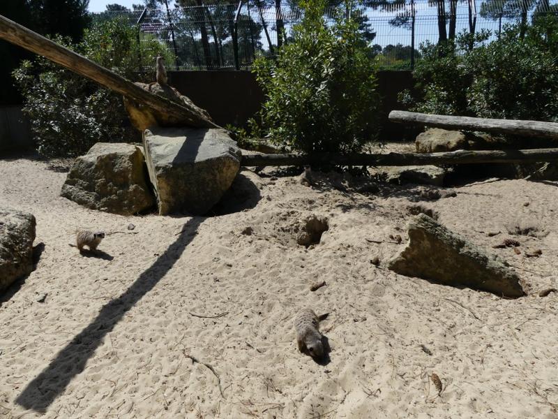 Suricate