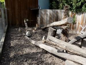 Suricate