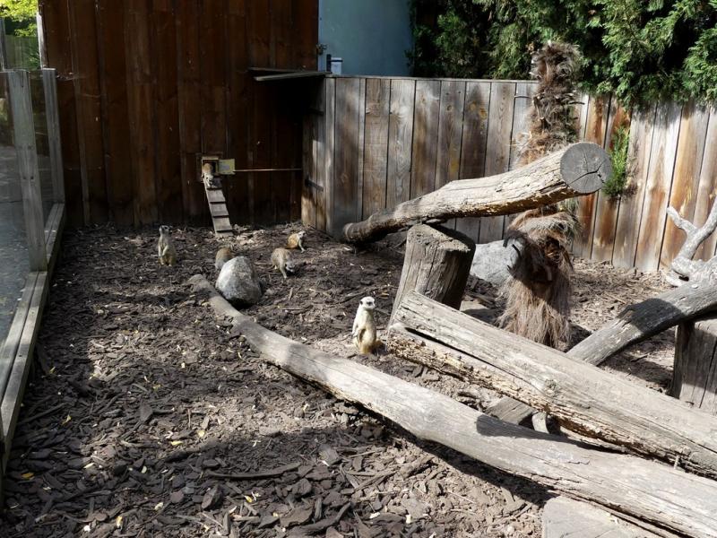 Suricate