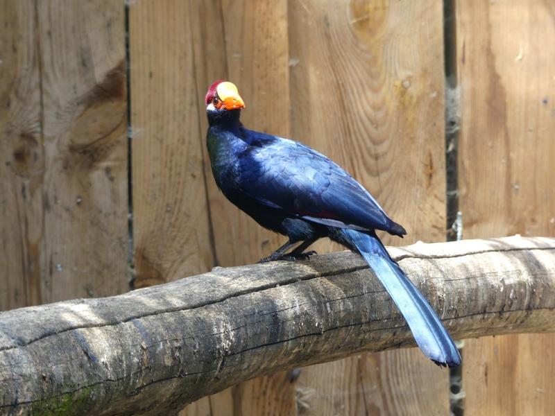Touraco violet