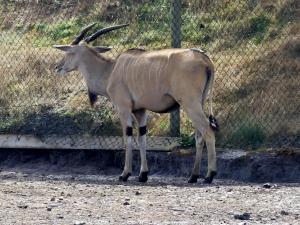 Eland du Cap