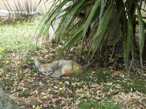 Fennec