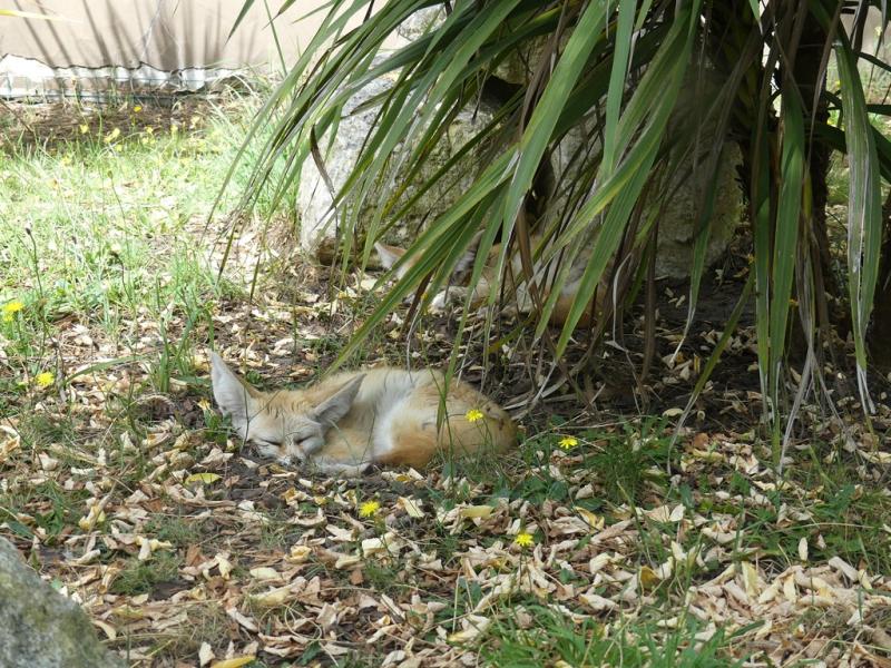 Fennec
