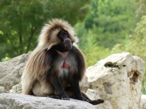 Gelada