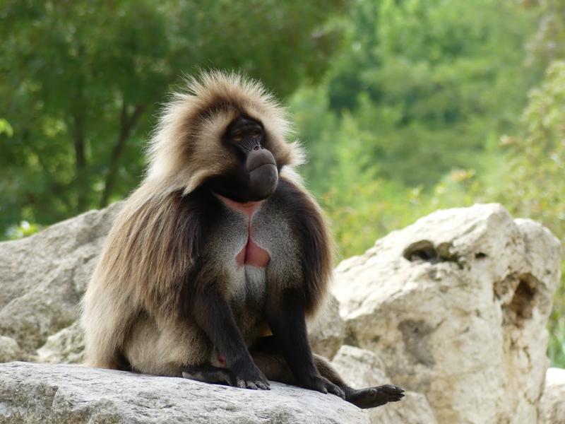 Gelada