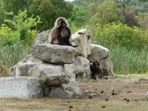 Gelada