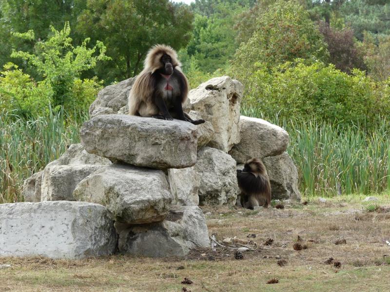 Gelada