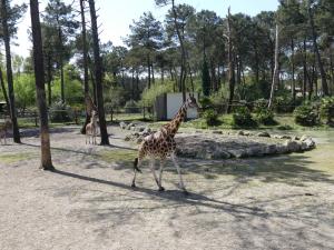 Girafe