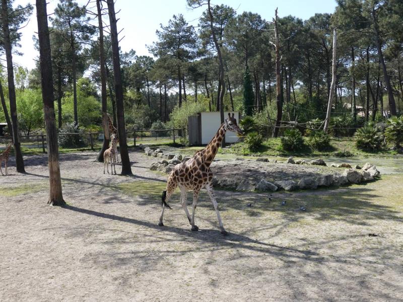 Girafe
