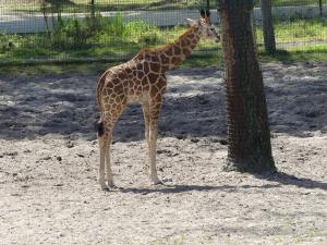 Girafe