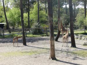 Girafe