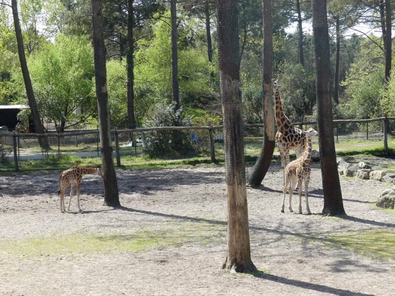 Girafe