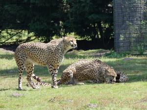 Guépard