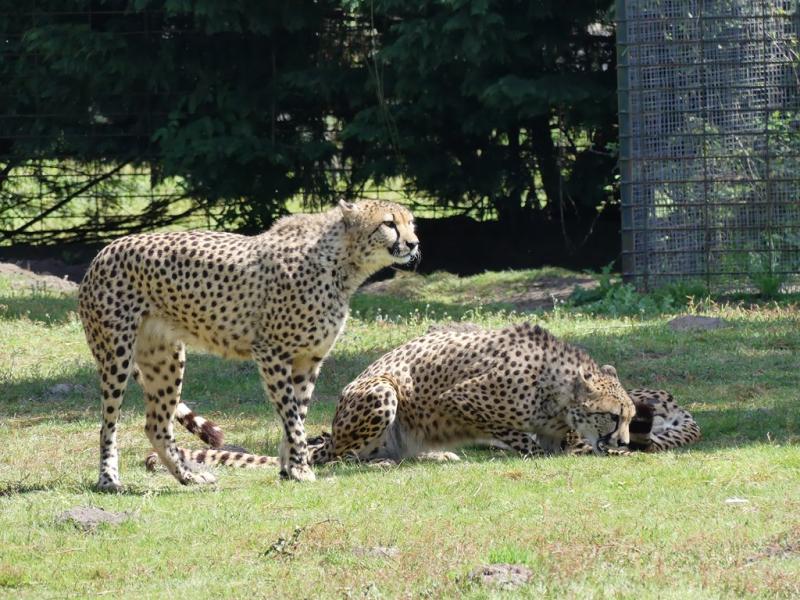 Guépard