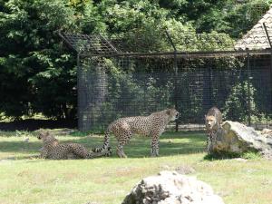 Guépard