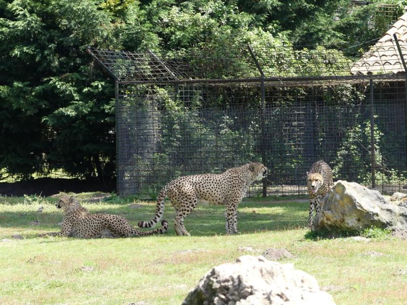 Guépard
