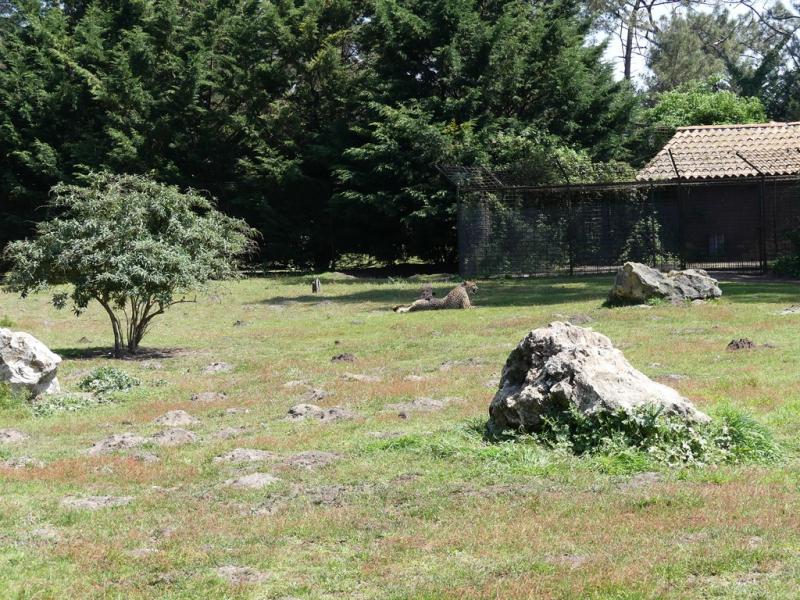 Guépard