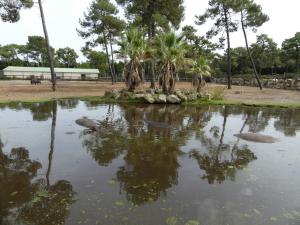 Hippopotame amphibie