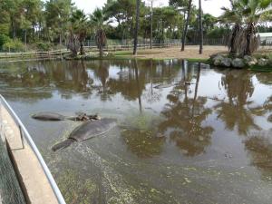 Hippopotame amphibie