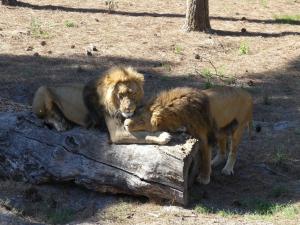 Lion du Cap