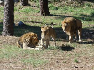 Lion du Cap