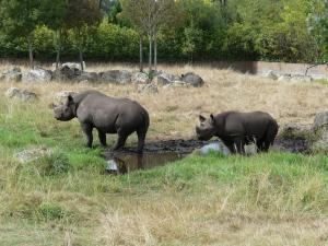 Rhinocéros noir