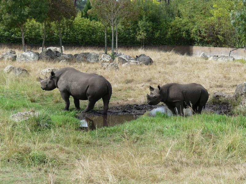Rhinocéros noir