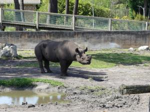 Rhinocéros noir