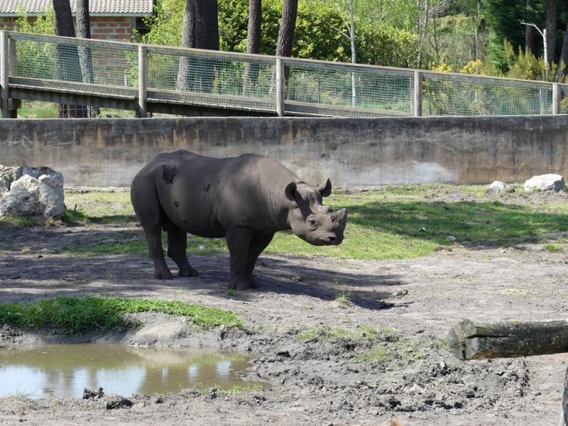 Rhinocéros noir