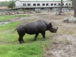 Rhinocéros noir