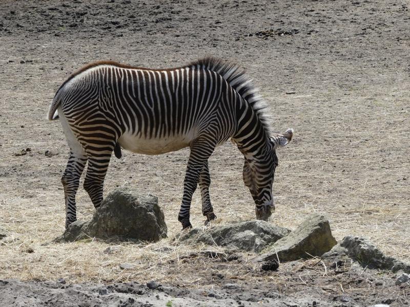 Zébre de Grevy