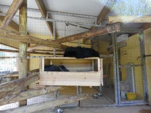 Binturong