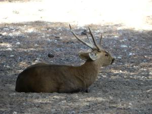 Cerf cochon (2)
