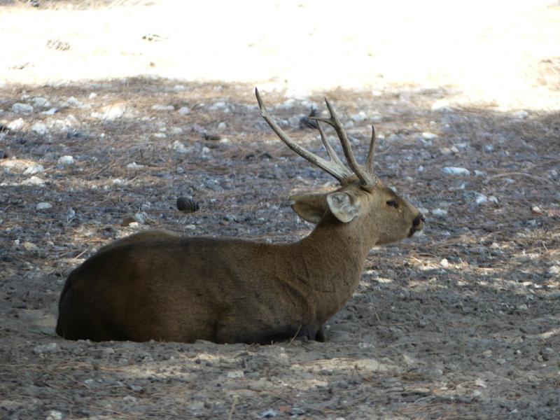 Cerf cochon (2)