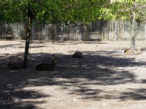 Cerf cochon