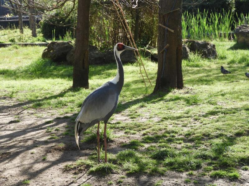 Grue à cou blanc