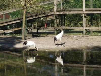 Grue du Japon - 2022