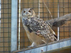 Hibou grand-duc indien