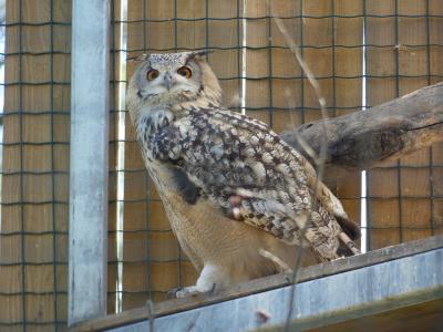 Hibou grand-duc indien - 2022