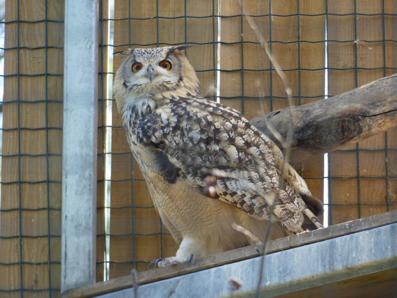 Hibou grand-duc indien
