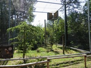 Hibou grand-duc indien