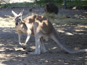 Kangourou roux