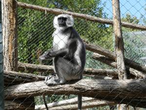 Langur hanuman