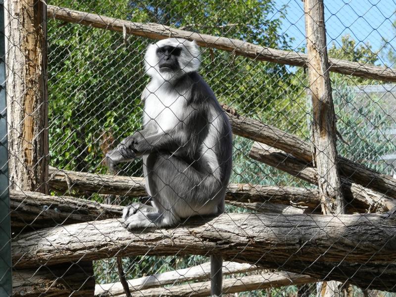 Langur hanuman