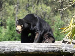 Ours malais