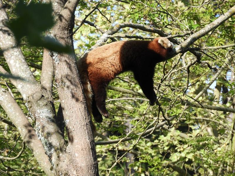 Panda roux