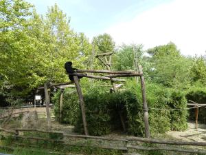 Siamang