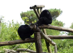 Siamang